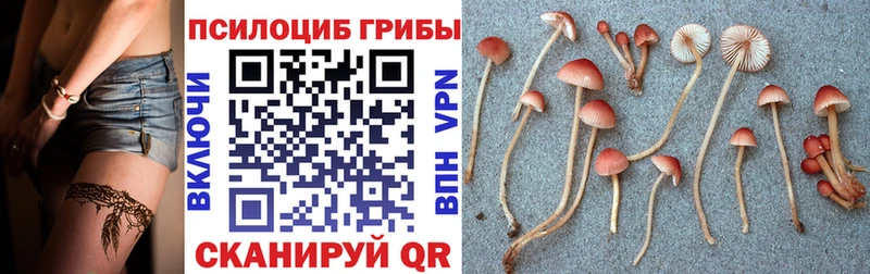 blacksprut ONION  Томари  это наркотические препараты  Псилоцибиновые грибы Psilocybe 